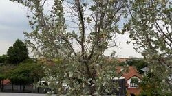 Kew Drive (D16), Detached #611588821
